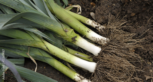 Obraz na płótnie Leeks w salonie