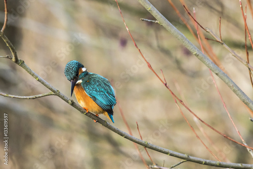 Eisvogel (Alcedo atthis) sitzt auf einem Ast