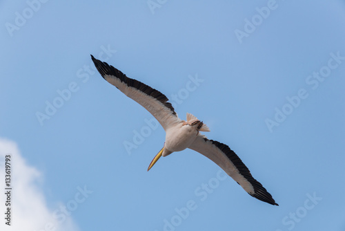 Pelican migration at Viker lookout