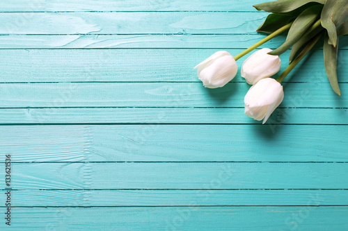 Fototapeta Naklejka Na Ścianę i Meble -  Fresh three white tulips on turquoise wooden planks.