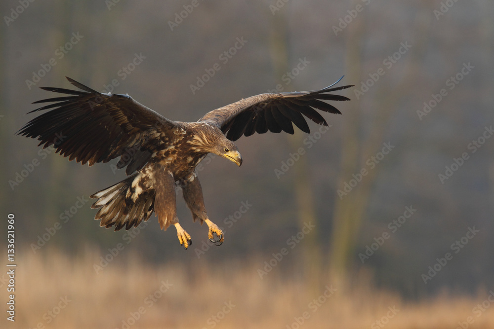 White tailed eagle White tailed eagle