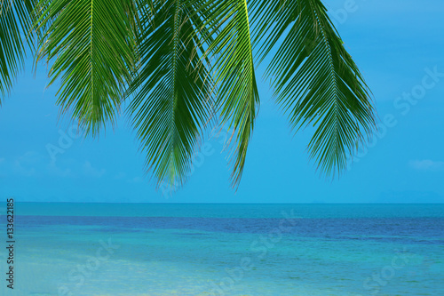 Bent palm tree on the pristine beach of a tropical island