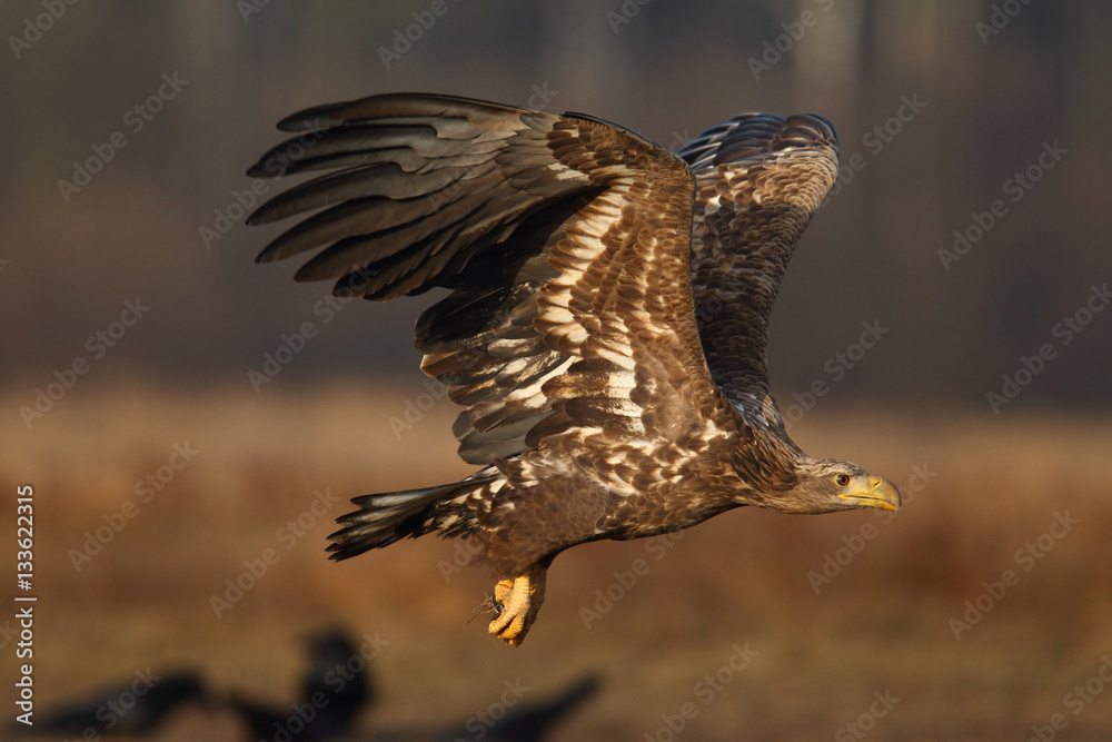 Fototapeta premium White tailed eagle