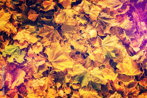 Colorful autumn leaves. instagram effect.