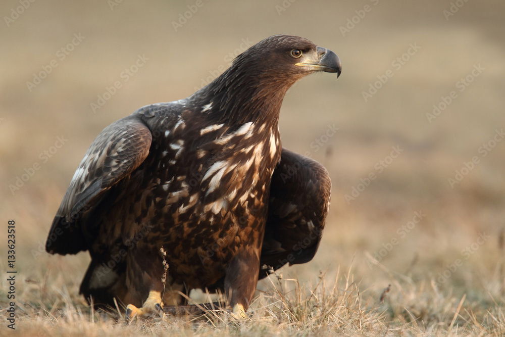 Fototapeta premium White tailed eagle