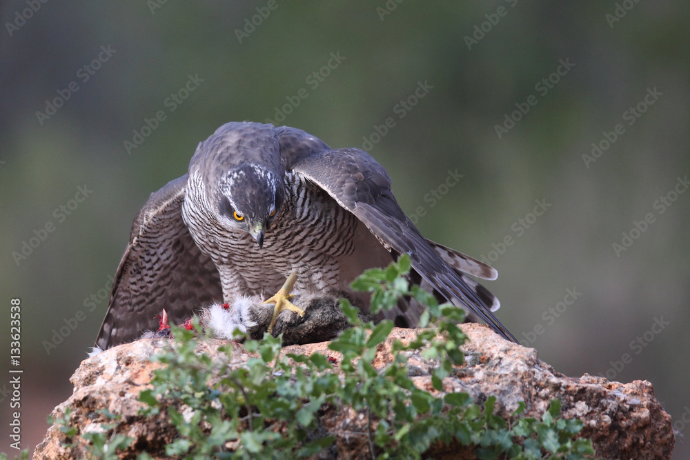 Fototapeta premium Eurasian goshawk
