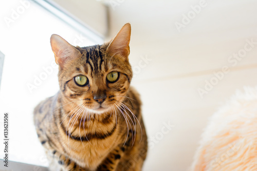 cute beautiful Bengal cat on the carpet
