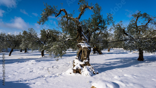 Ulivi salentini innevati