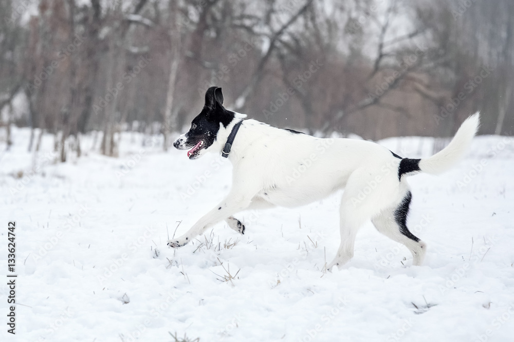 Black and white dog walking in the snow Black and white dog walking in the snow