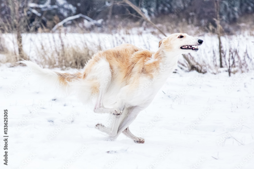 Russian wolfhound dog walks in the snow Russian wolfhound dog walks in the snow