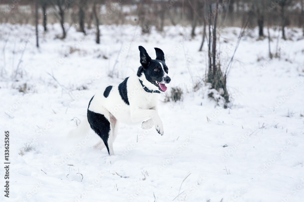 Black and white dog walking in the snow Black and white dog walking in the snow