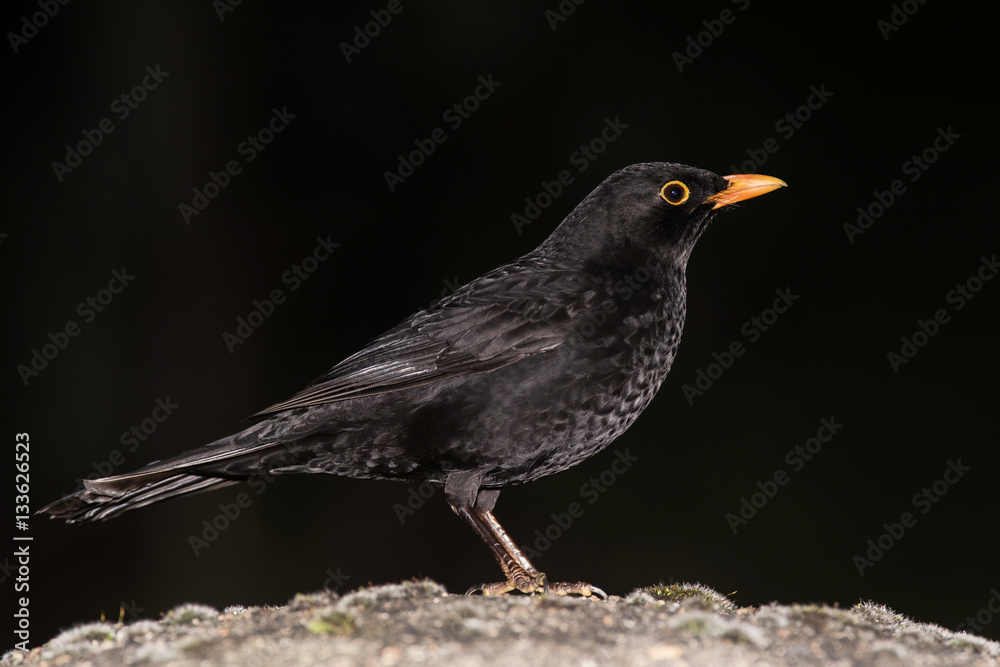 Blackbird, Turdus merula Blackbird, Turdus merula