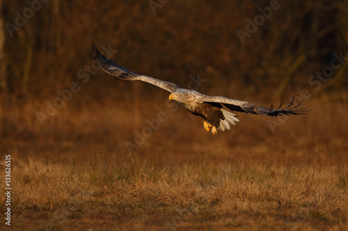 White tailed eagle © Paolo
