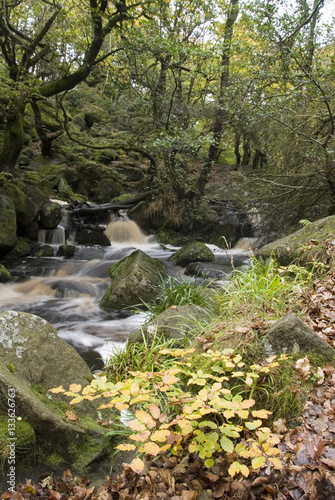 Burbage Brook flows down the forested rocky river valley of Padley Gorge  Longshaw Estate  Peak District  Derbyshire  UK