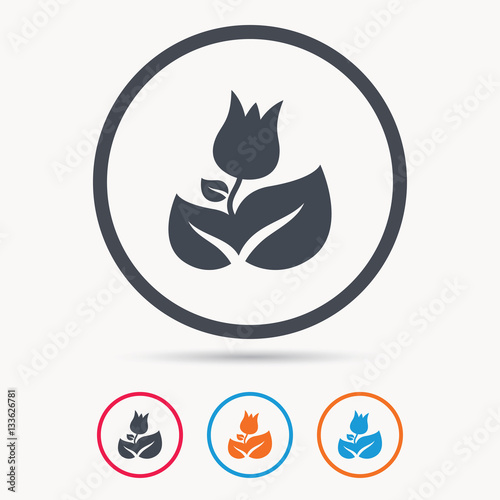 Rose flower icon. Florist plant with leaf symbol. Colored circle buttons with flat web icon. Vector