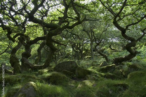 фотографія Twisted trees growing among the rocky boulders of Padley Gorge on the Longshaw E