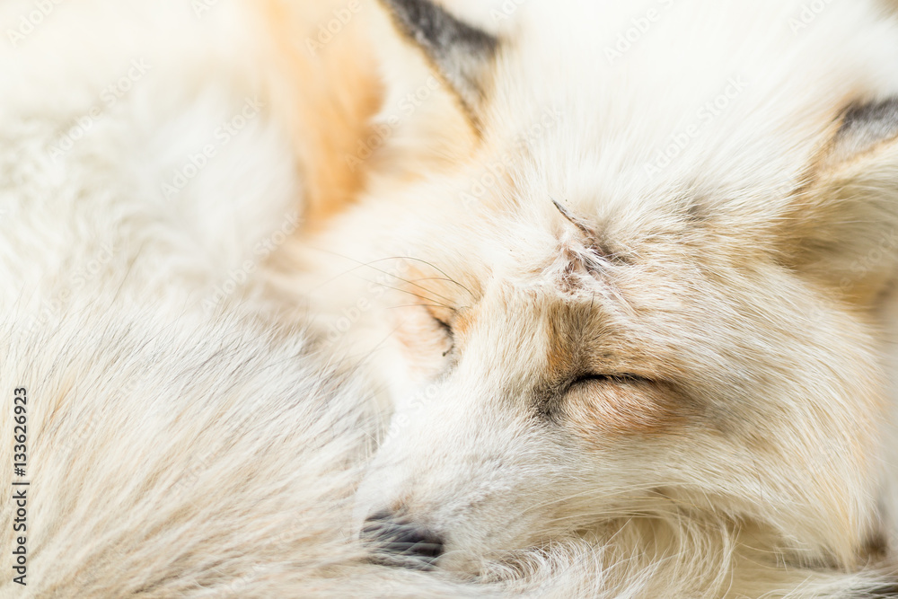 Fototapeta premium Fox sleeping