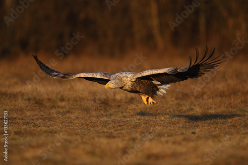 White tailed eagle