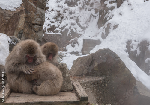 Family of Japanese snow monkeys are cold feeling on wooden plate before snowfall in the park, Jigokudani Wild Monkey Park, Yamanouchi-machi, Nagano, Japan.  photo