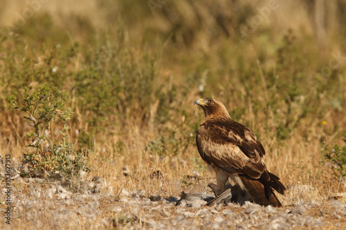 Booted eagle