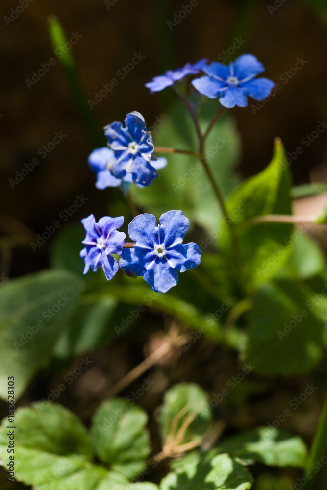 Beautiful flower on a natural background