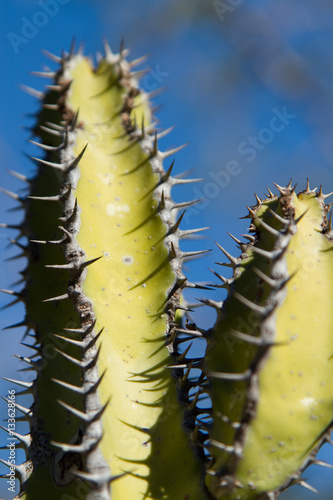 Cactus, plant, closeup, Namibia, Africa © Uros
