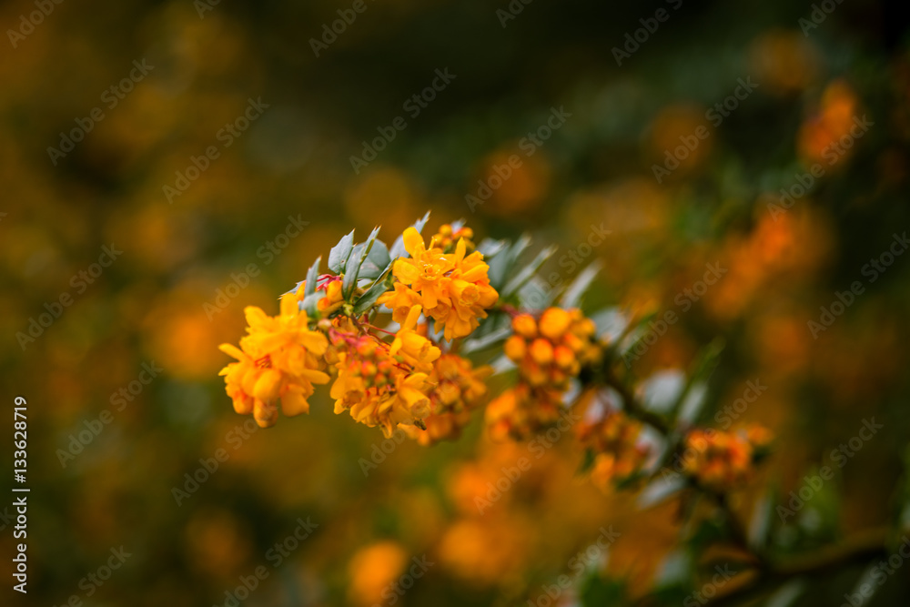 Beautiful orange flowers in natural habitat Beautiful orange flowers in natural habitat