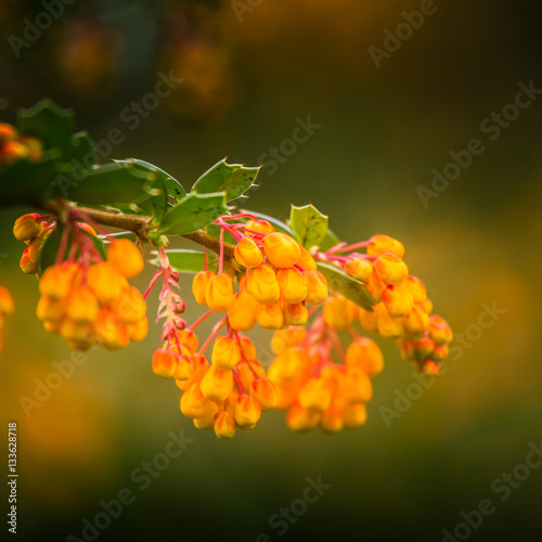 Beautiful orange flowers in natural habitat