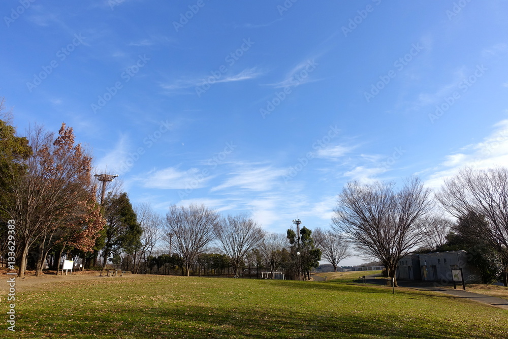 Fototapeta premium 冬の公園