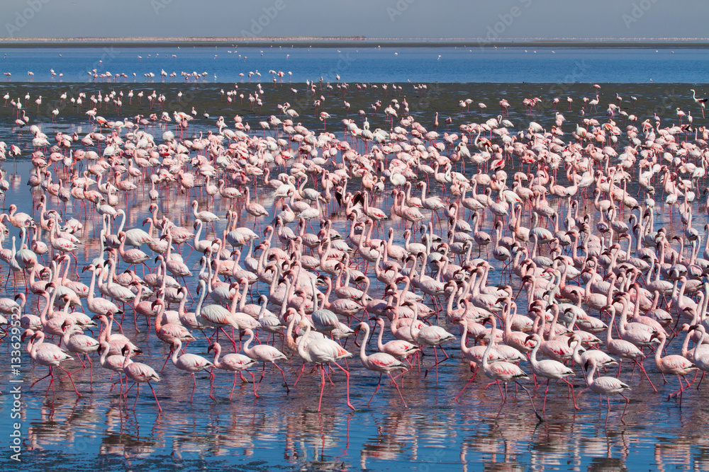 Fototapeta premium Flamingo, lake, Namibia, Africa