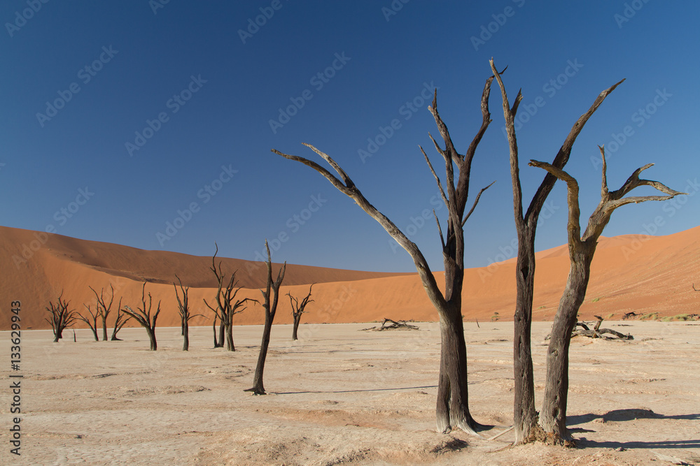 Dead tree, Dead Vlei, Sossusvlei, Namib Desert, Namibia