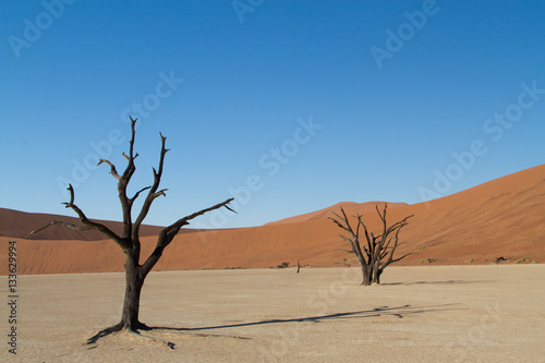 Dead tree, Dead Vlei, Sossusvlei, Namib Desert, Namibia