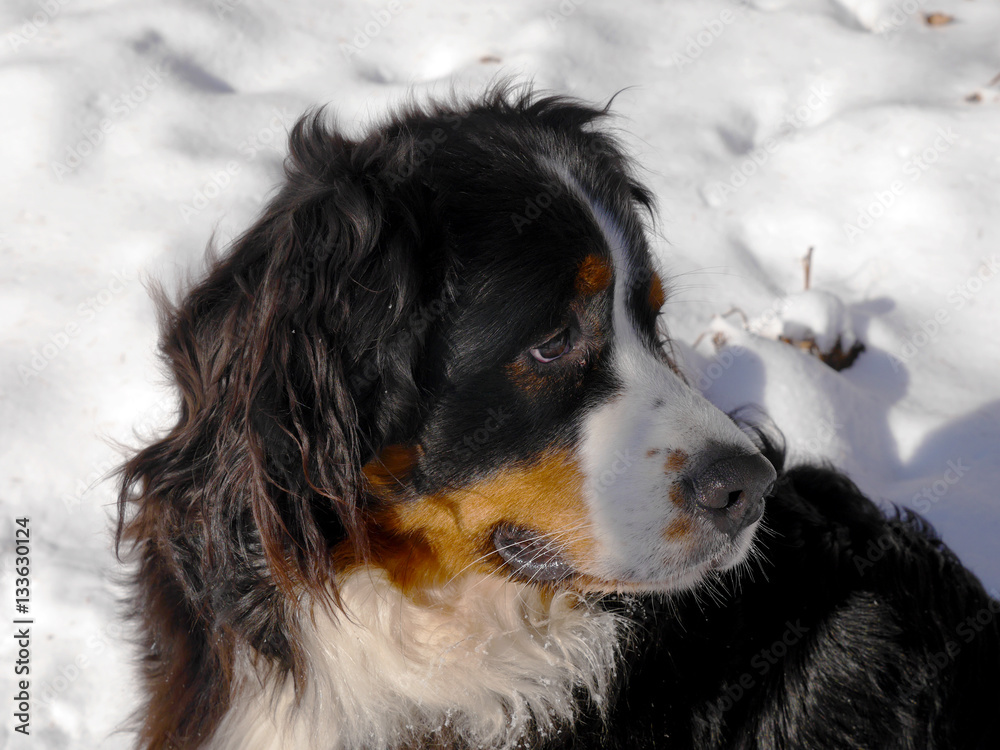 Berner Sennenhund im Schnee
