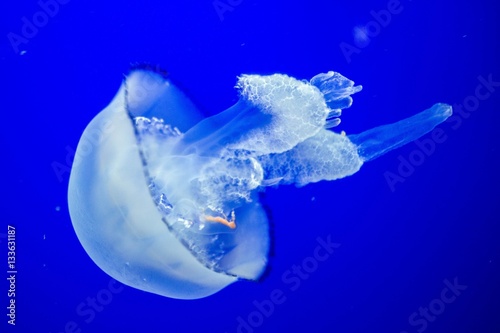 Jellyfish float