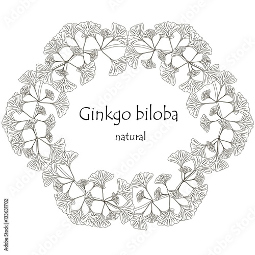 Black and white round sketch of background with branch and leafs, typing natural Ginkgo biloba, stock vector illustration
