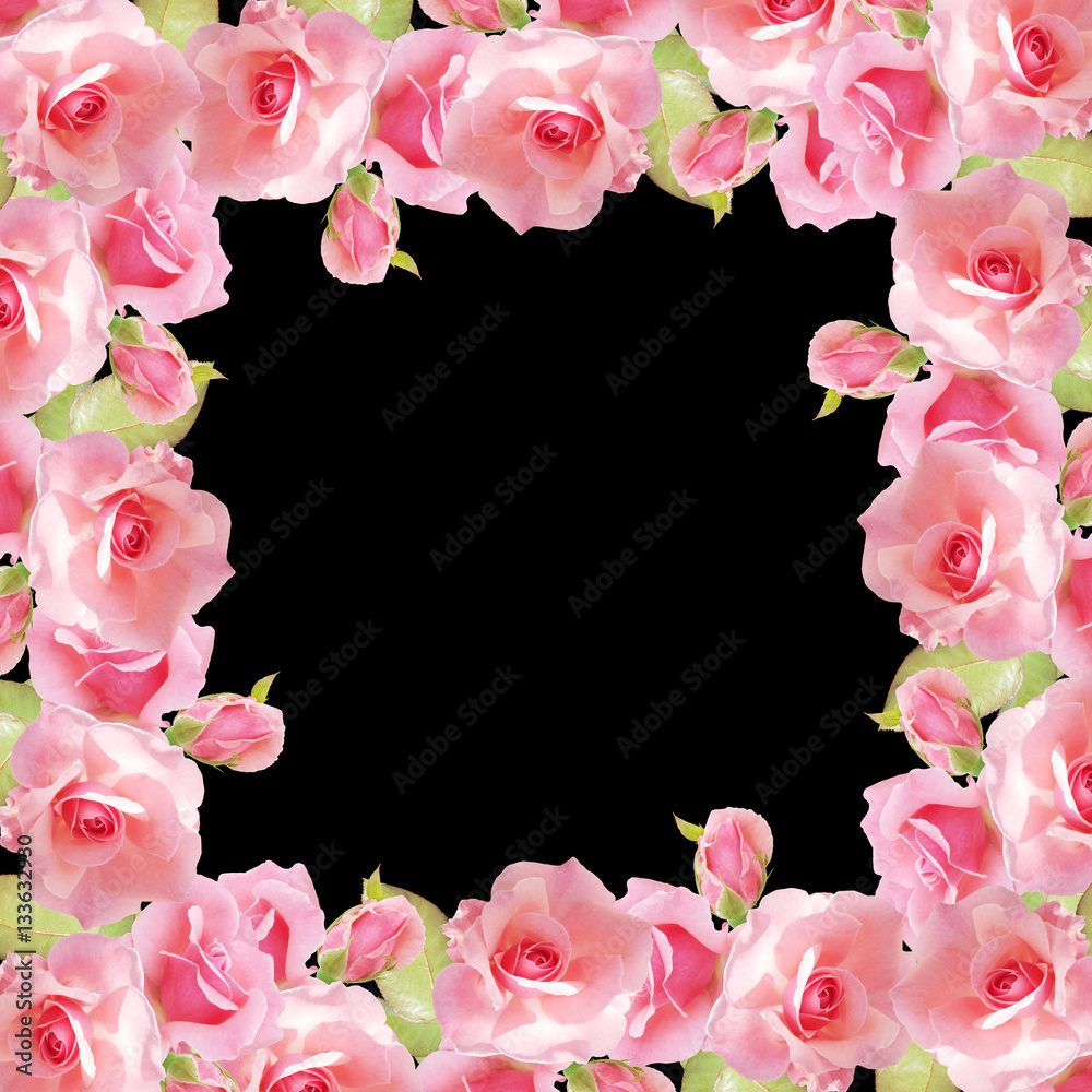 Beautiful floral background with pink roses. Isolated 