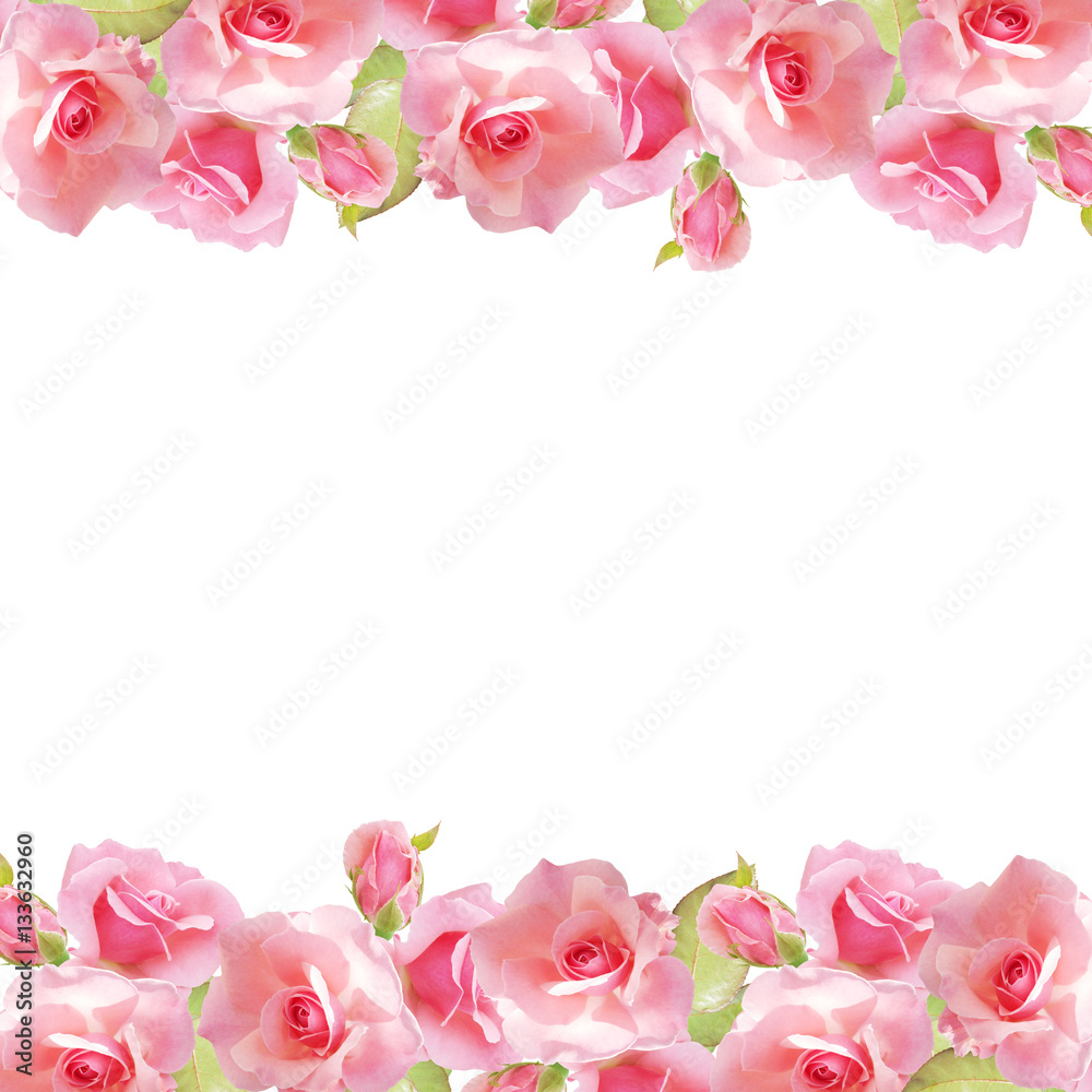 Beautiful floral background with pink roses. Isolated 