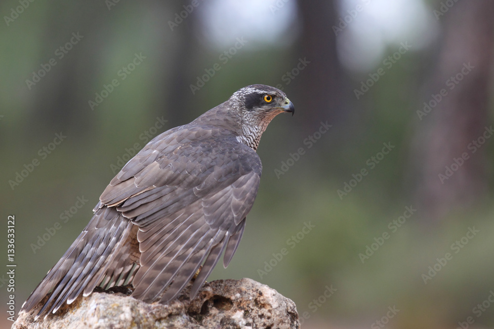 Eurasian goshawk Eurasian goshawk