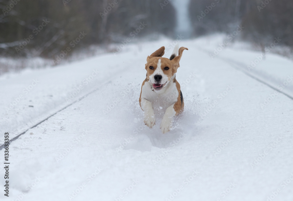 Beagle dog running in the snow Beagle dog running in the snow