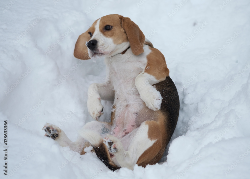 Beagle dog running in the snow