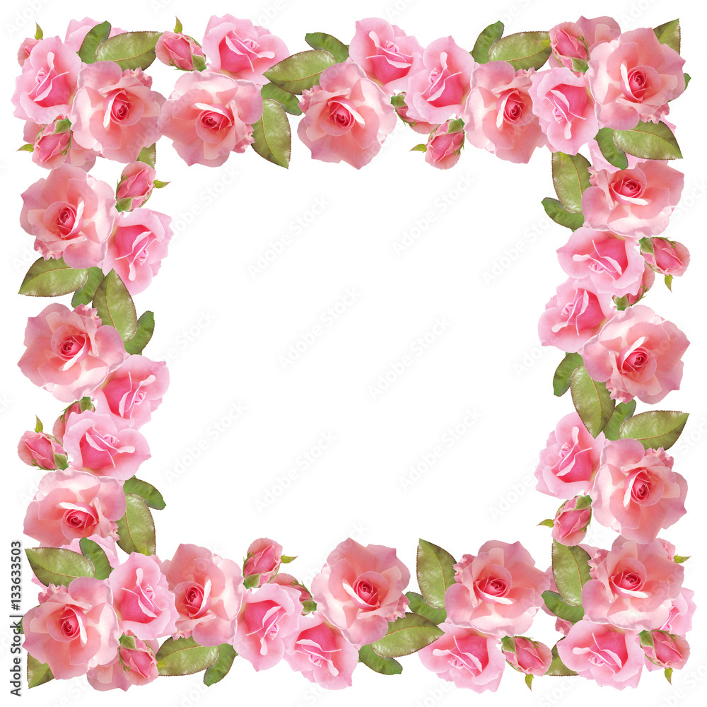 Beautiful floral background with pink roses. Isolated 