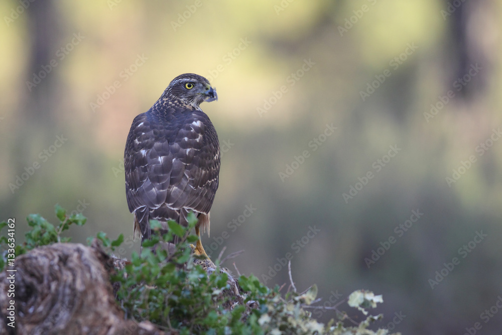 Obraz premium Eurasian goshawk