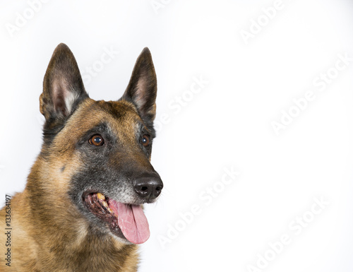 Dog portrait for copy space and banner use. The dog breed is Malinois.