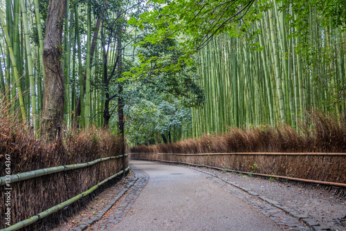 bamboo forest  Arashiyama