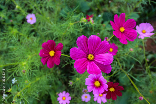 Pink Cosmos flowers in the garden   Cosmos Bipinnatus   