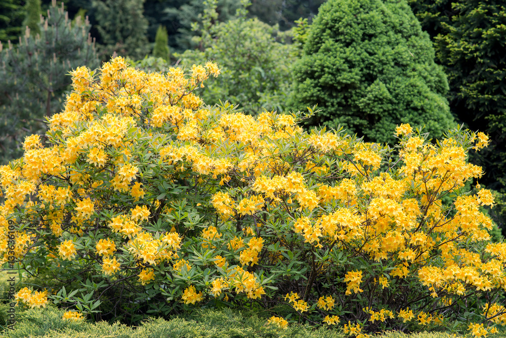 Obraz premium Rhododendron bush yellow