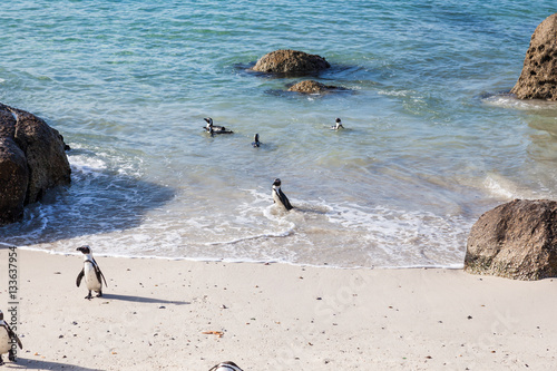 Penguins bathe in the cold sea at Cape Town's boulders beach.