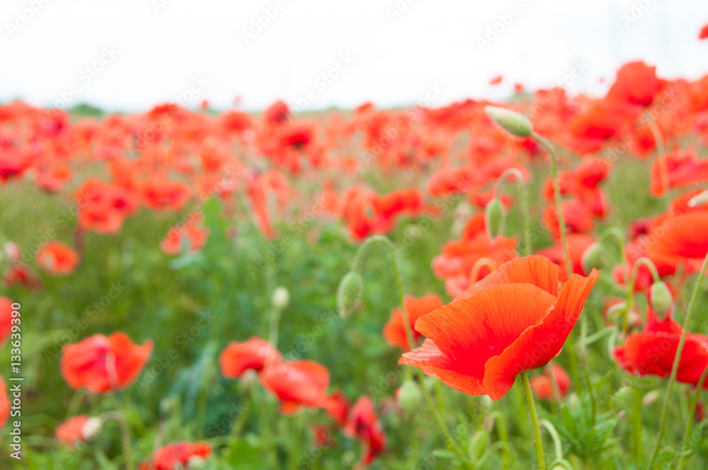 Vivid poppy field Vivid poppy field
