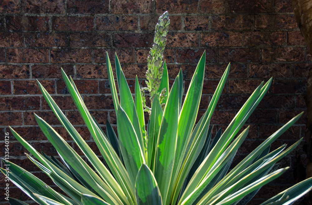 Green sales spiky plant