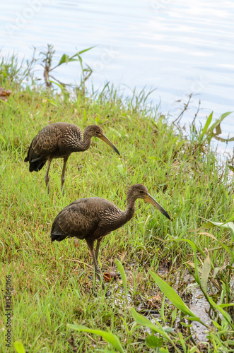 Two limpkin birds looking for food on the shore of Lake Igapo in Londrina city.